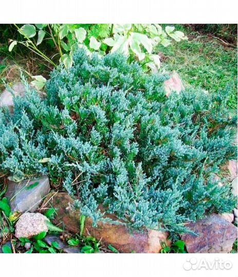 Можжевельник Блю Карпет