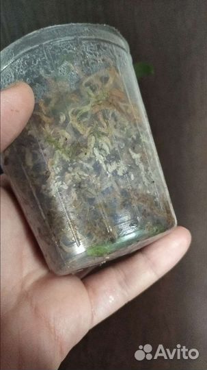 Орхидея Бронзовый будда детка