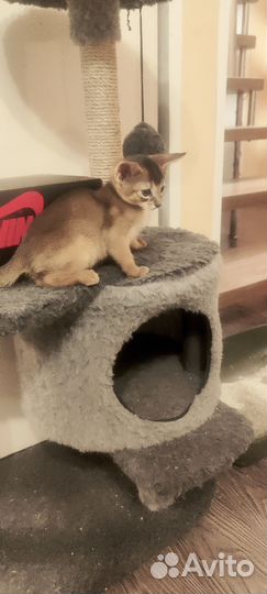 Абиссинские котята