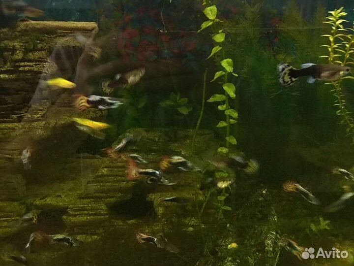 Живые растения для аквариума, креветки, гуппи