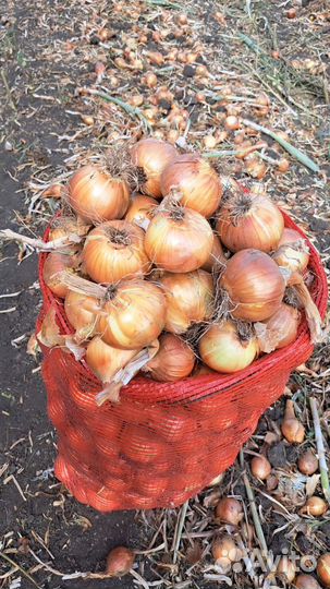 Лук репчатый оптом