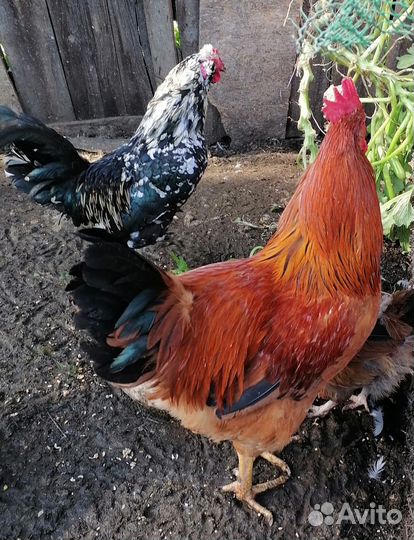 Продам петухов
