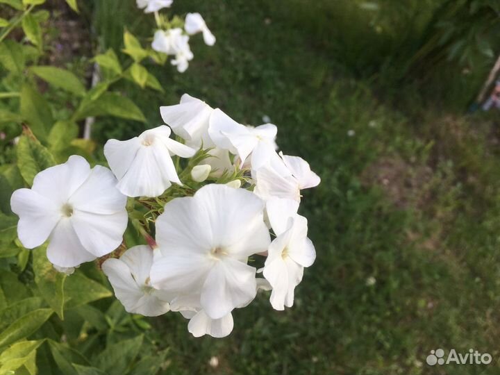 Флоксы сортовые, крупные цветы, многолетние