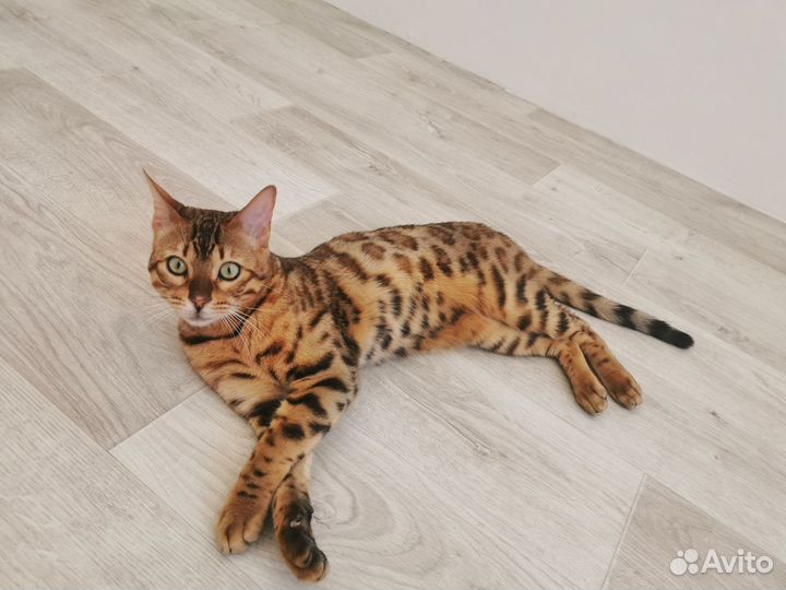 Бенгальский кот