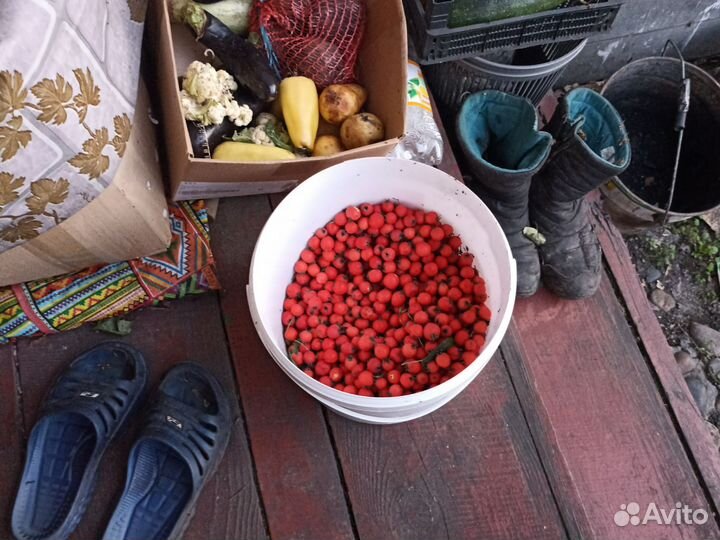 Манжурский орех саженцы