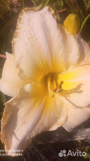 Лилейники сортовые