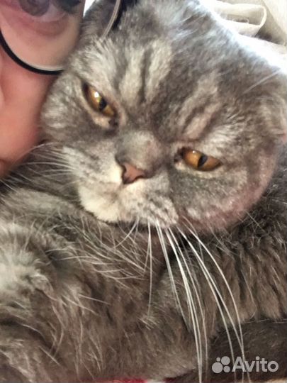 Шотландская вислоухая кошка бесплатно