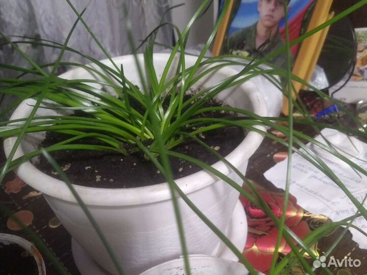 Зефирантес выскочка красный и белый