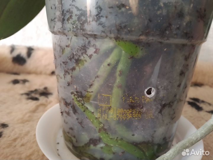 Ароматная орхидея фаленопсис (Дифьюжн)