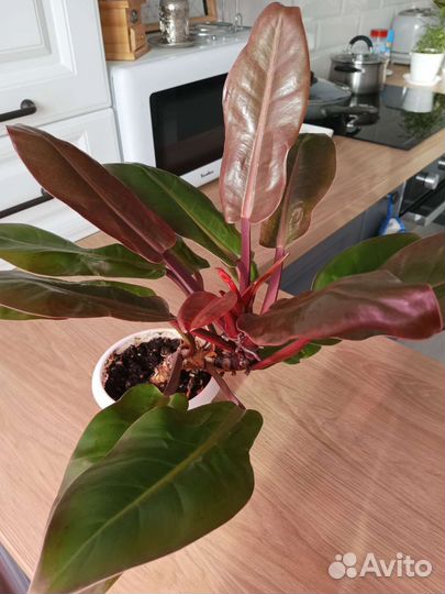 Филодендрон Принц оранж