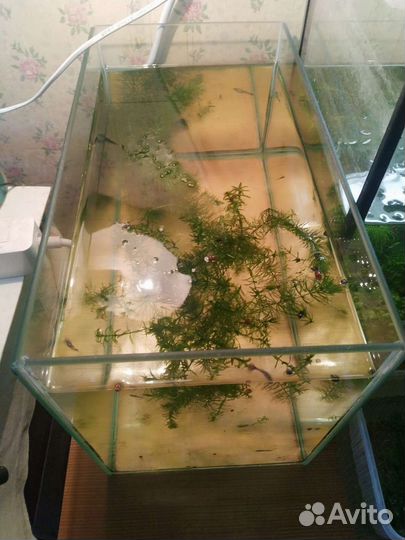 Аквариум