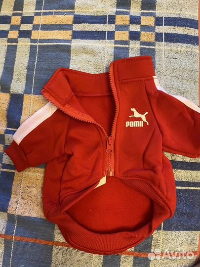 Толстовка для сабаки