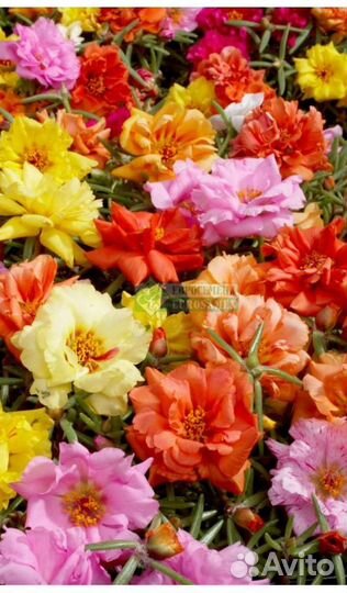 Цветочная рассада однолетних культур