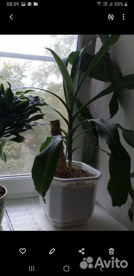 Пальма юкка