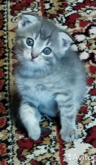 Котята в добрые руки приучены к лотку