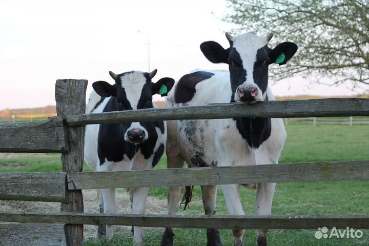 Тёлка тёлочка корова