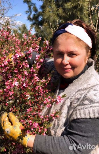 Степной миндаль