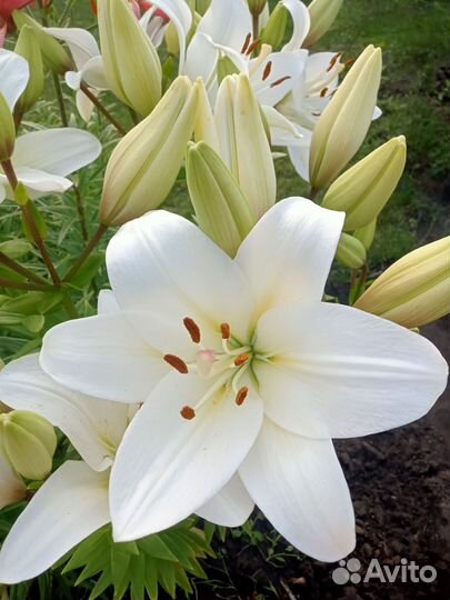 Лилии луковицы