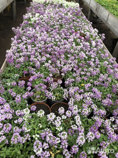 Рассада цветов и овощей, оптом и в розницу