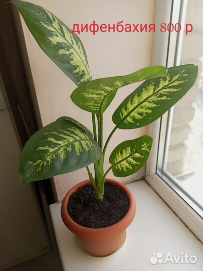 Комнатные цветы шефлера