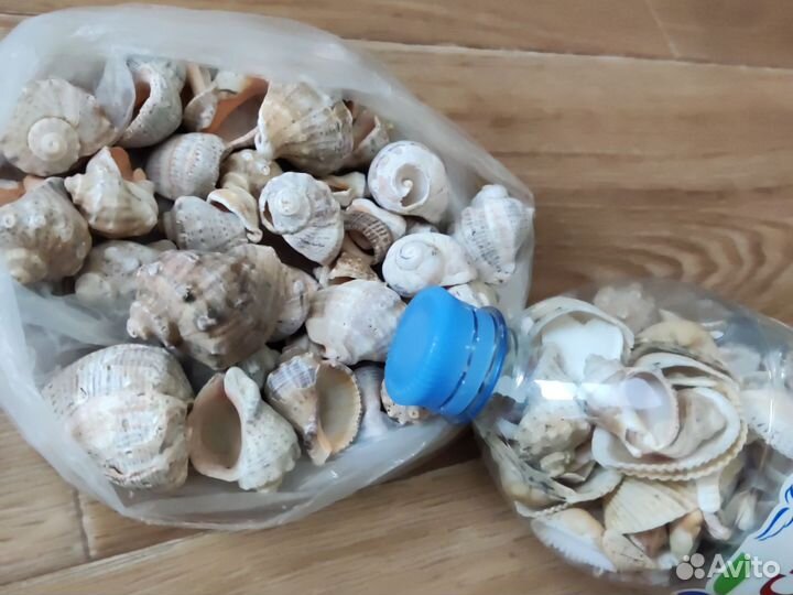Ракушки черноморские