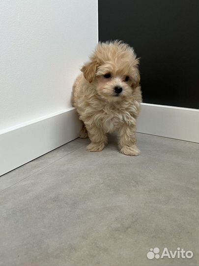 Щенки мальтипу f1 тикап, микро, мини, стандарт