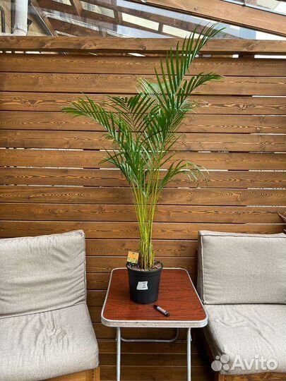 Пальма арека дипсис