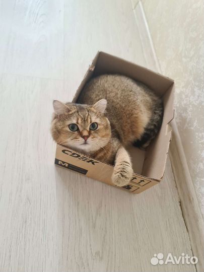 Британская золотая шиншилла вязка