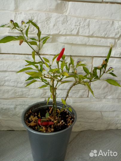 Перец острый огонек