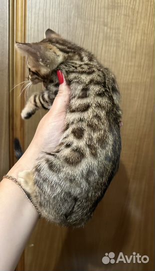 Бенгальская