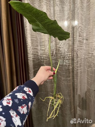 Филодендрон параисо верде