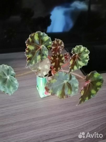 Комнатные растения