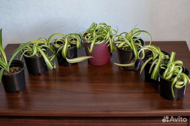 Хлорофитум Бонни