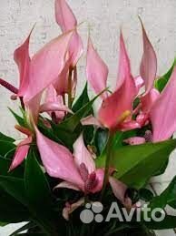 Антуриум Лили (чудесный розовый спатифиллум)