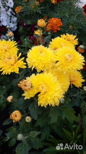 Хризантема