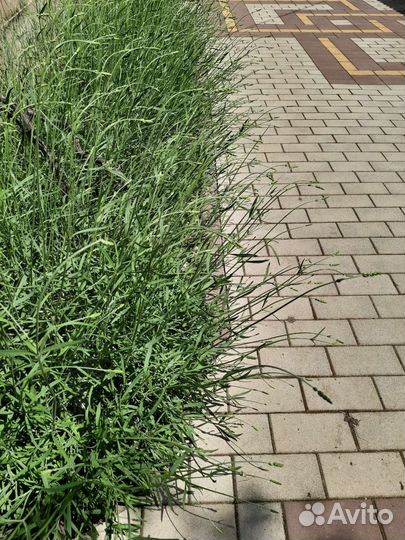 Лаванда узколитная, широколистная