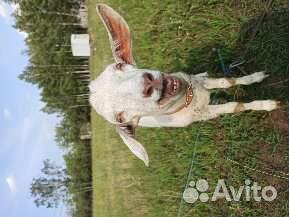 Козы, козлята