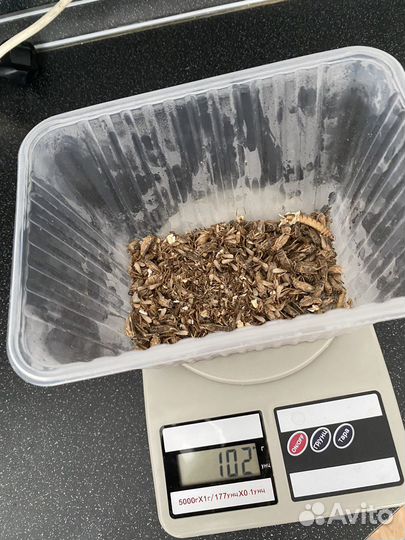 Замороженные сверчки для стрижа