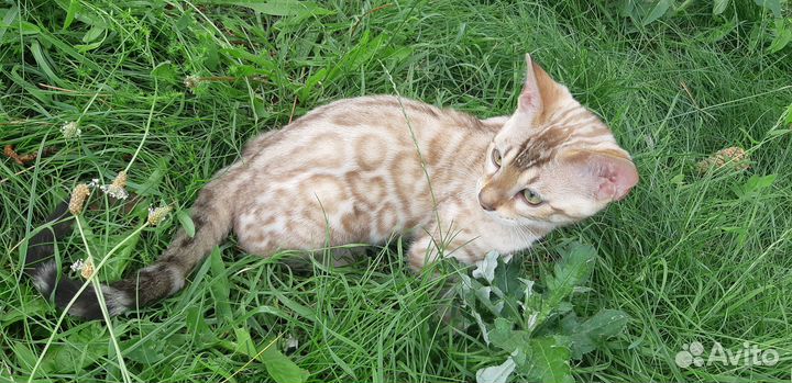 Бенгальские котята