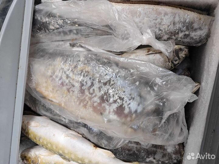 Красная рыба горбуша кета кижуч