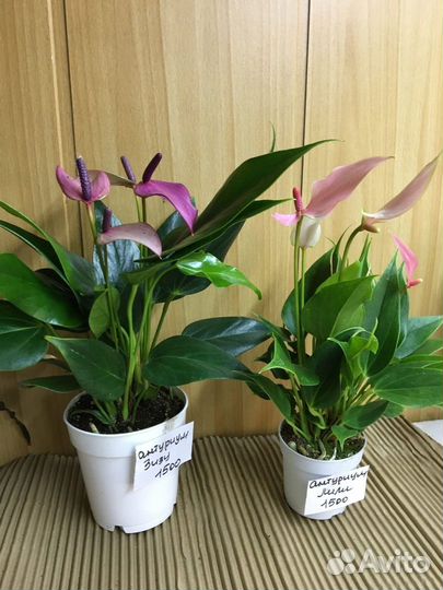 Антуриум мини зизу, лили,аглаонема ред драгон