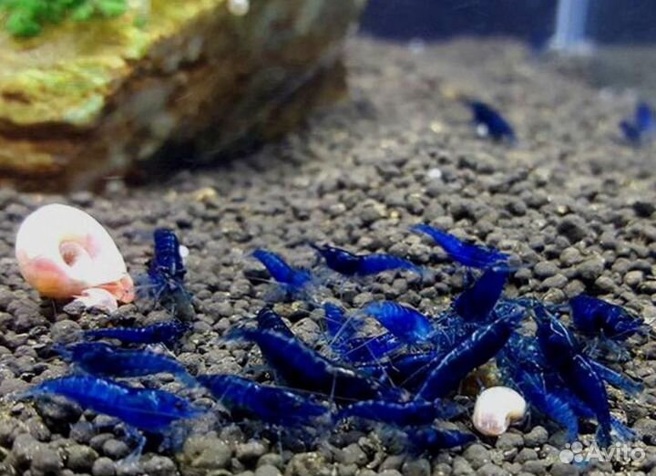 Аквариумные креветки