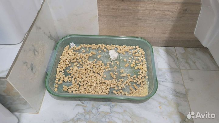 Кот рыжий котЪ