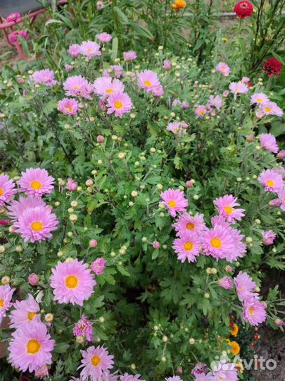 Хризантема