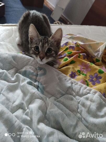 Бесплатно кошка