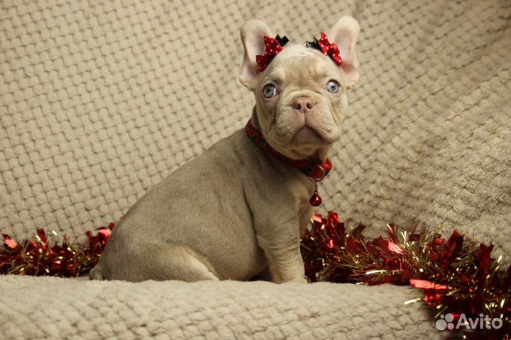 Французский бульдог, Изабелла, роджо, эксклюзив