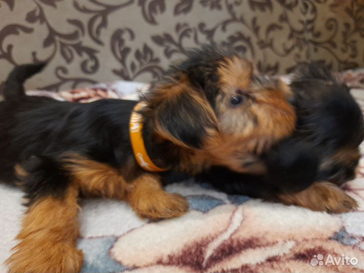 Йоркширский терьер щенки