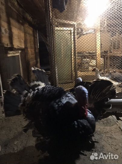 Продам индюка