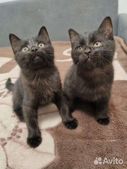 Британский котик