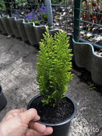 Кипарисовик лавсона